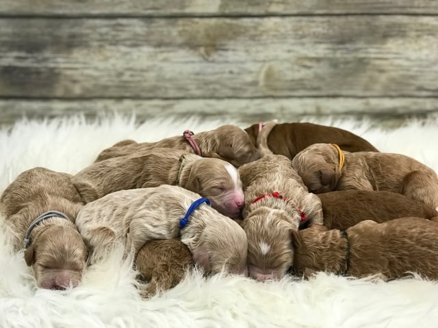 This litter of Goldendoodles are of the F2B generation.