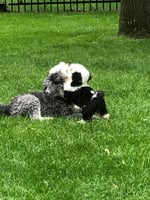 Micro Mini Sheepadoodle