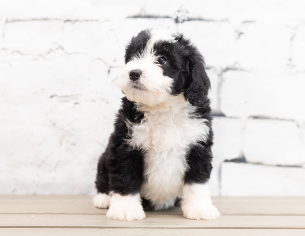 A picture of a Zelda, one of our Mini Bernedoodles puppies that went to their home in Iowa