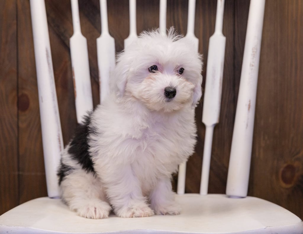 A picture of a Lovey, one of our Mini Sheepadoodles puppies that went to their home in Illinois