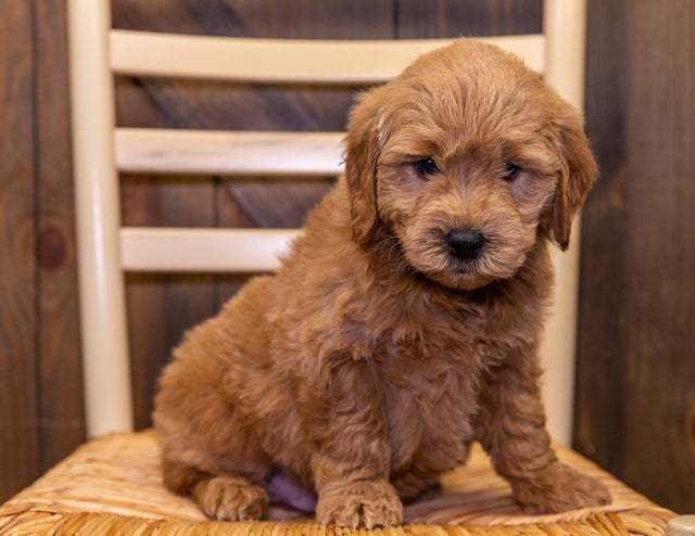 A picture of a Daisy, one of our Mini Goldendoodles puppies that went to their home in South Dakota
