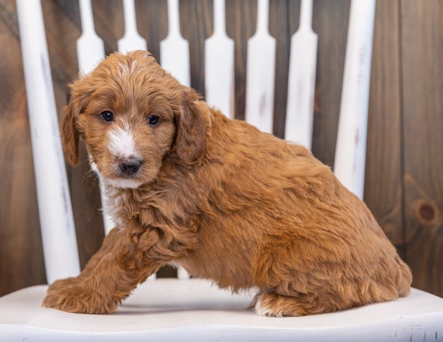 Spike is an F1 Goldendoodle that should have  and is currently living in Minnesota