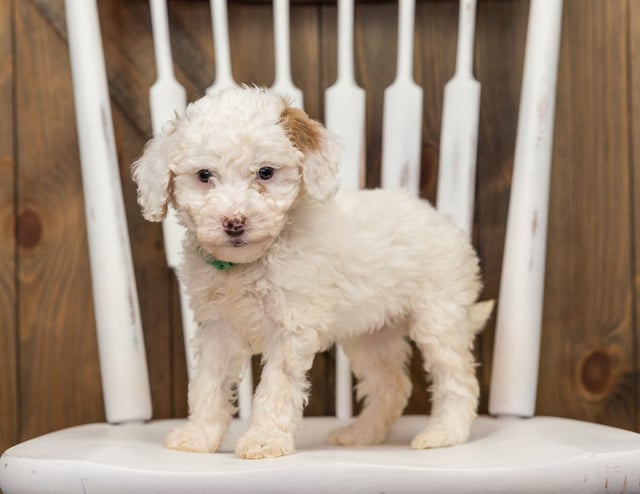 Ebi is an F1BB Goldendoodle that should have  and is currently living in California