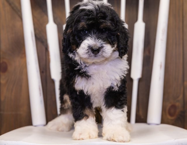 Yacco came from Jersey and Parker's litter of F1 Bernedoodles