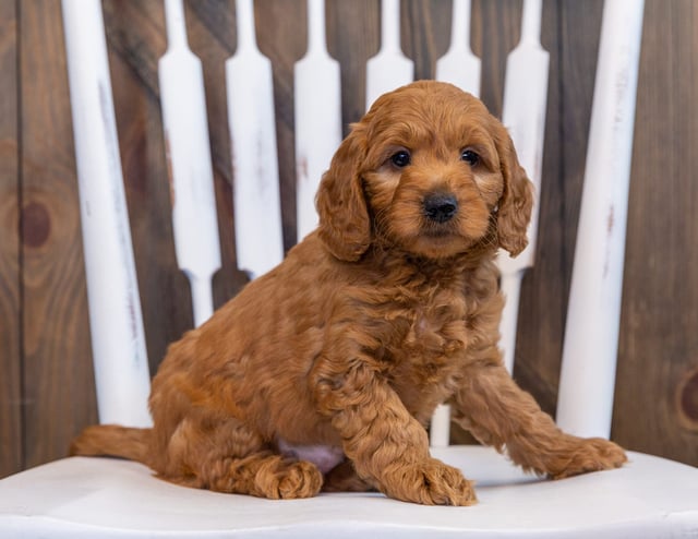 A picture of a Daisy, a gorgeous  Goldendoodles for sale