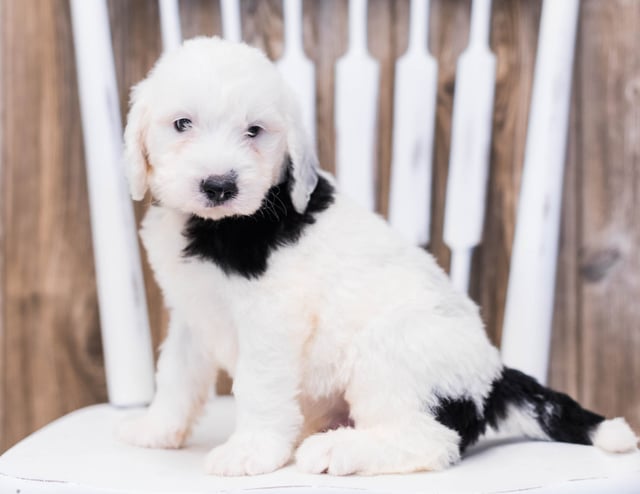A picture of a Erik, one of our Standard Sheepadoodles puppies that went to their home in Iowa