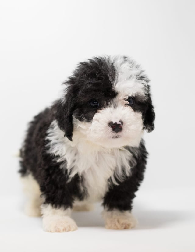 Goldi is an F1 Sheepadoodle for sale in Iowa.