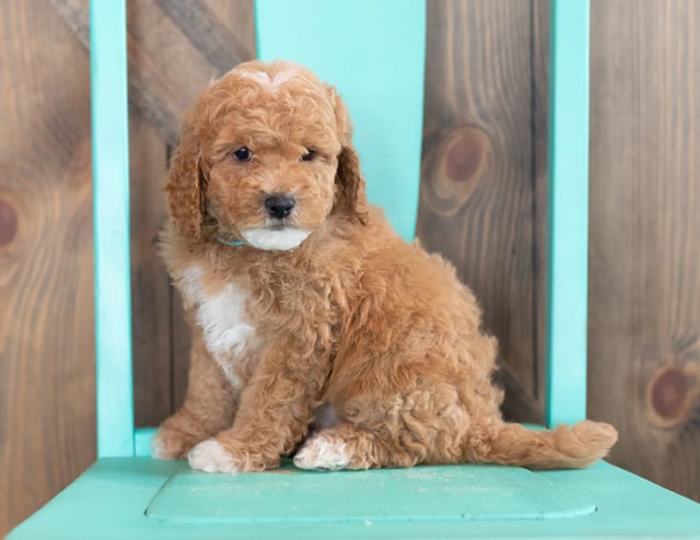 Wendy is an F1BB Goldendoodle that should have  and is currently living in Wisconsin