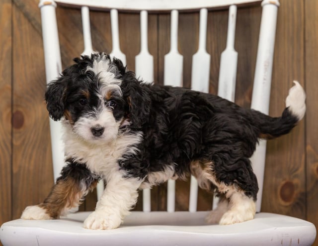 Abby is an F1 Bernedoodle that should have  and is currently living in New Jersey