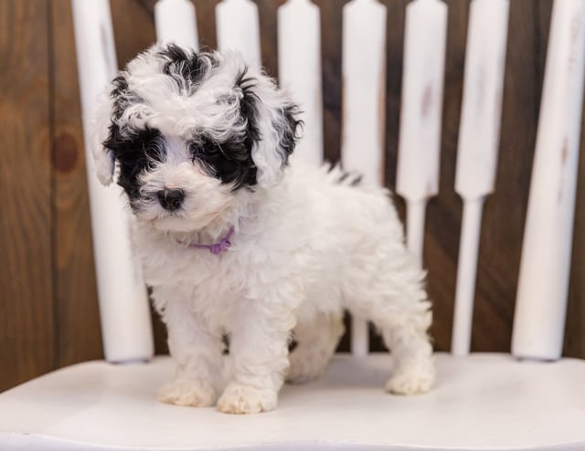Winona is an F1B Sheepadoodle that should have  and is currently living in Missouri