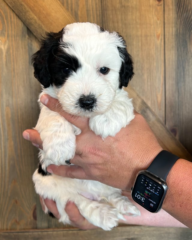 A picture of a Matt, one of our Mini Sheepadoodles puppies that went to their home in Iowa 