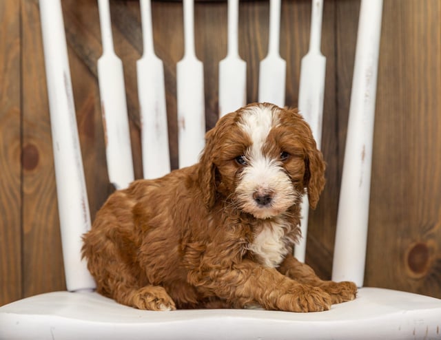 A picture of a Fred, one of our Standard Goldendoodles puppies that went to their home in New Jersey