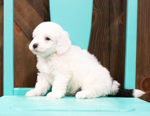 Elmer is an F1 Sheepadoodle that should have  and is currently living in Illinois