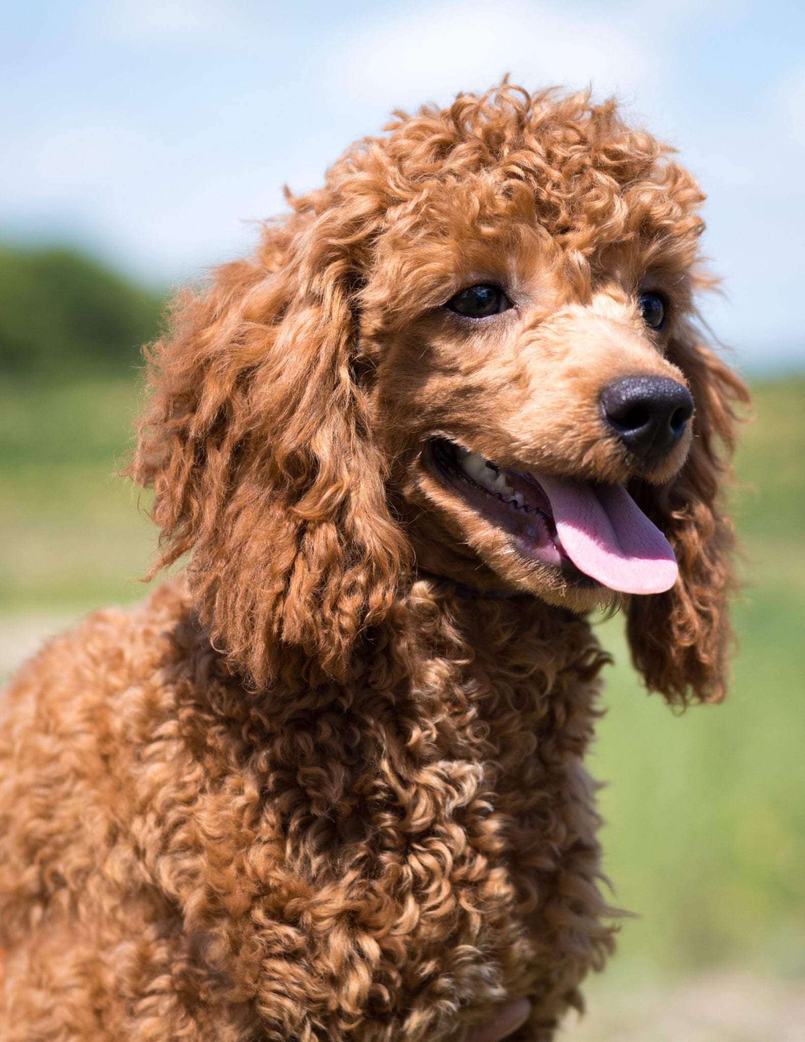 A litter of  Cavapoos raised in Iowa by Poodles 2 Doodles
