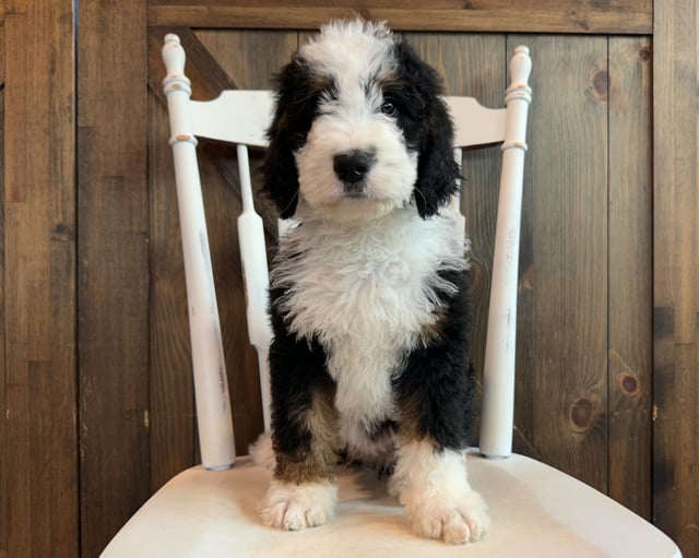 A picture of a Jane, one of our Standard Bernedoodles puppies that went to their home in South Dakota