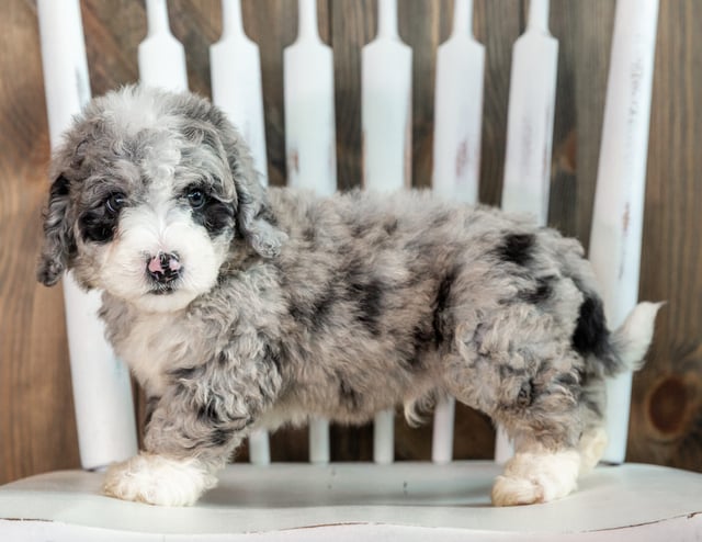 Lenny came from Harper and Grimm's litter of F1B Sheepadoodles