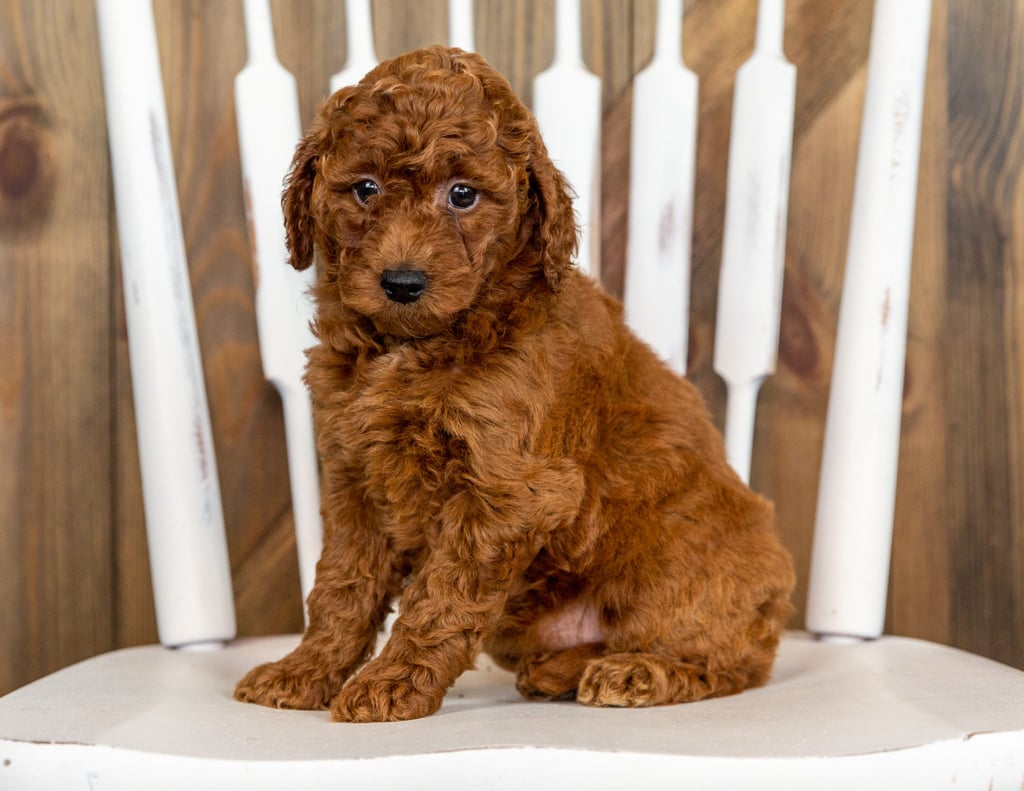 A picture of a Pebbles, one of our Mini Goldendoodles puppies that went to their home in New York
