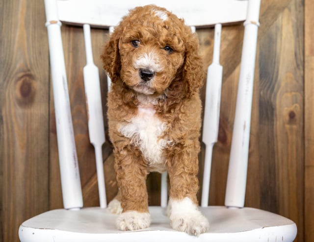 A picture of a Odus, one of our Mini Goldendoodles puppies that went to their home in California