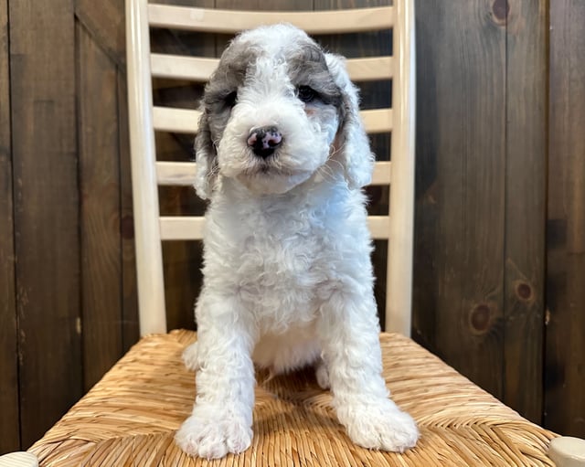 A picture of a Noah, one of our Mini Sheepadoodles puppies that went to their home in Colorado