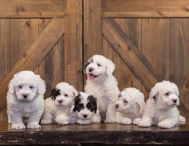 A litter of  Sheepadoodles raised in Iowa by Poodles 2 Doodles