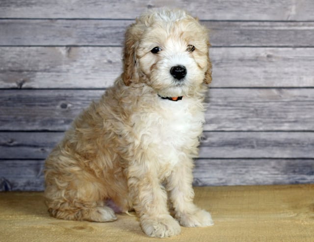 A picture of a Wilbur, one of our Petite Bernedoodles puppies that went to their home in Nebraska
