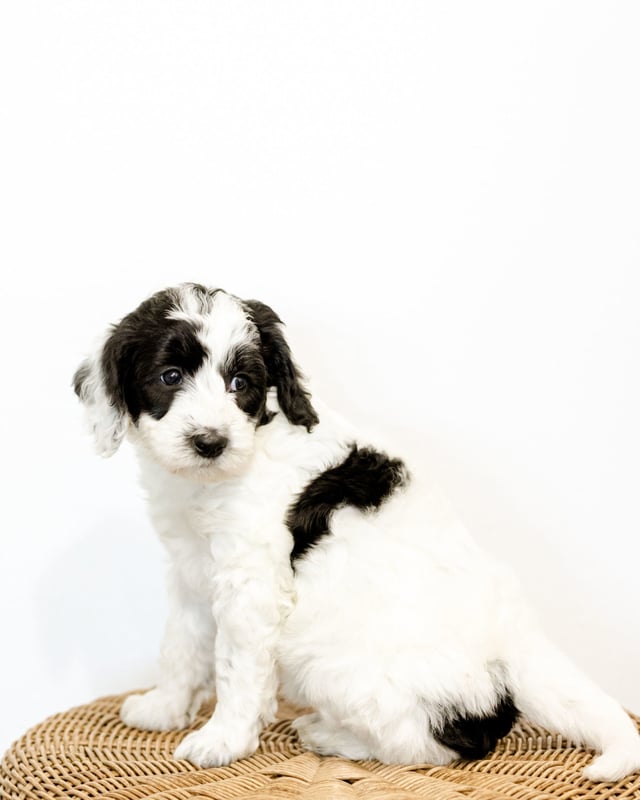 Wynter is an F1B Sheepadoodle that should have  and is currently living in South Dakota