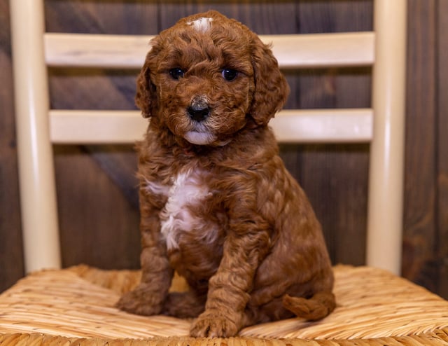 A litter of Mini Goldendoodles raised in Iowa by Poodles 2 Doodles