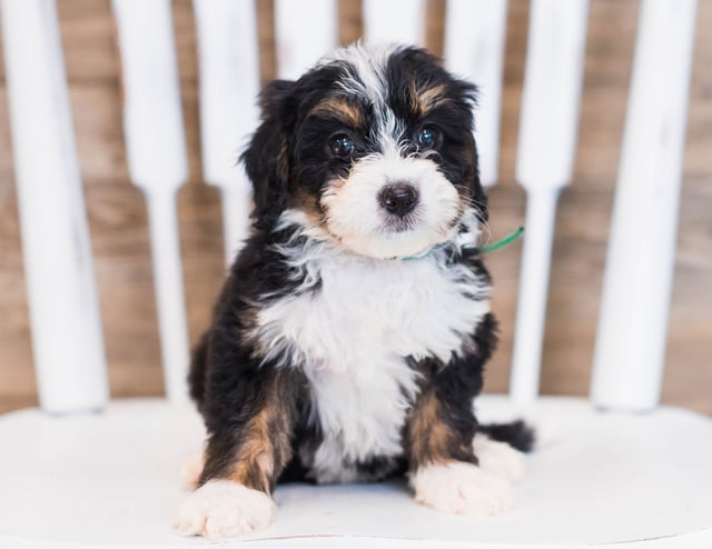 A litter of Mini Bernedoodles raised in Iowa by Poodles 2 Doodles