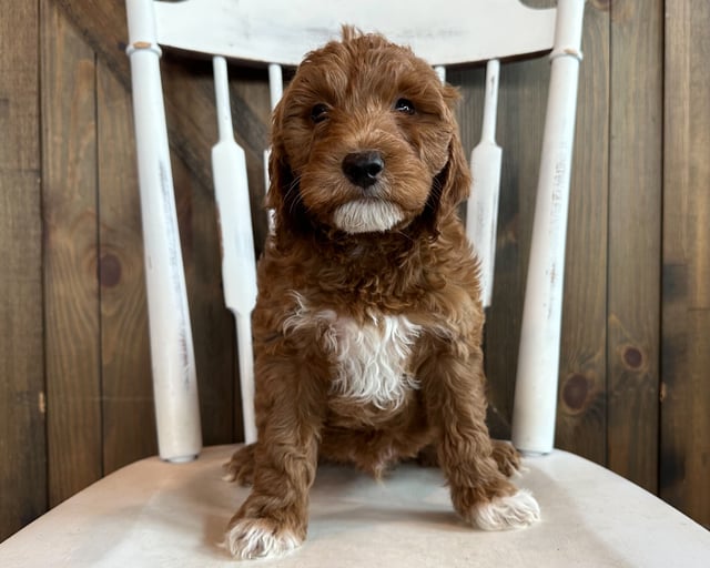 Goldendoodles bred in in Iowa by Poodles 2 Doodles