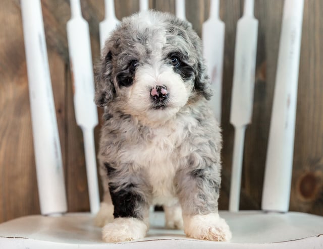 Lenny is an F1B Sheepadoodle that should have  and is currently living in South Dakota