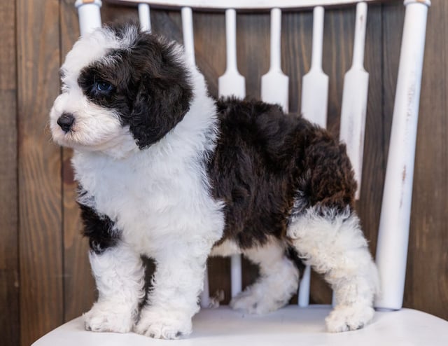 Eddie is an F1 Sheepadoodle that should have  and is currently living in Illinois 
