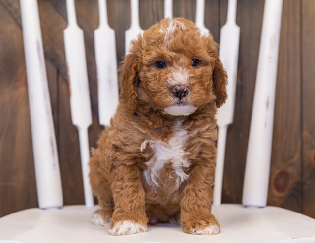Learn more about Goldendoodles on our blog