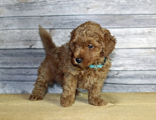 Unise came from Penny and Taylor's litter of F1B Goldendoodles