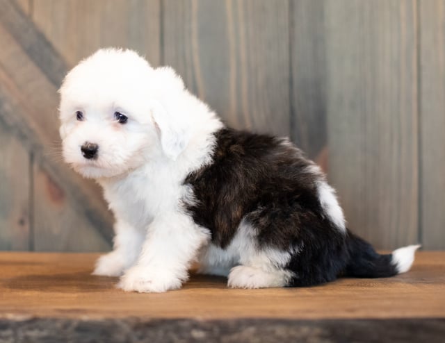 Velvet is an F1 Sheepadoodle that should have  and is currently living in Minnesota