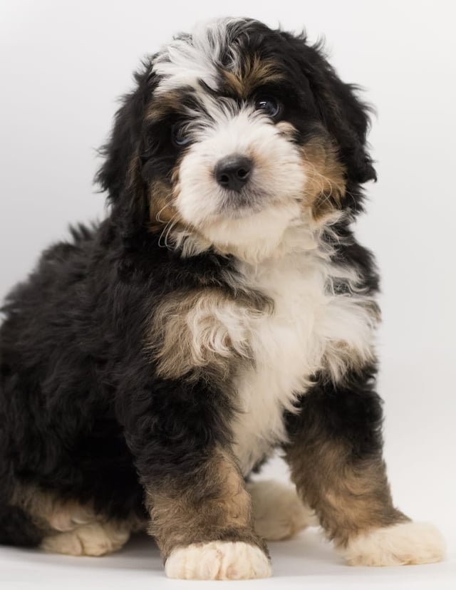 Another great picture of Bear, a Bernedoodles puppy