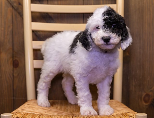 A picture of a Vicky, one of our Standard Sheepadoodles for sale