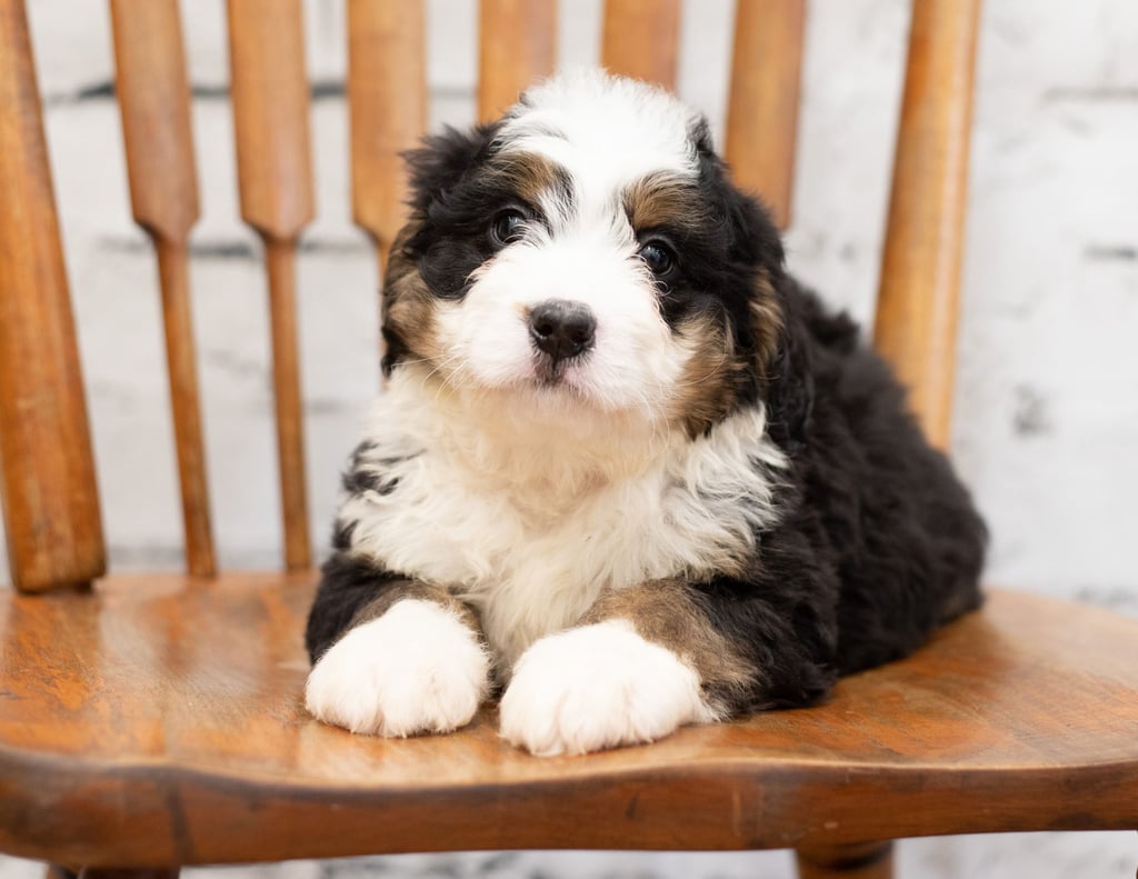 A picture of a Peta, one of our Mini Bernedoodles for sale
