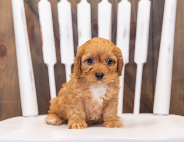 Another pic of our recent Cavapoo litter