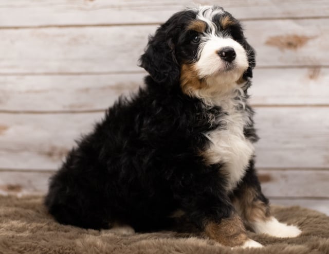 Ian is an F1 Bernedoodle that should have  and is currently living in Wisconsin