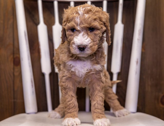 Taffy came from Maci and Scout's litter of F1B Goldendoodles