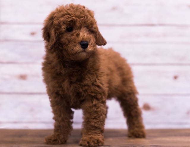 Gerald came from Berkeley and Reggie's litter of F1B Goldendoodles