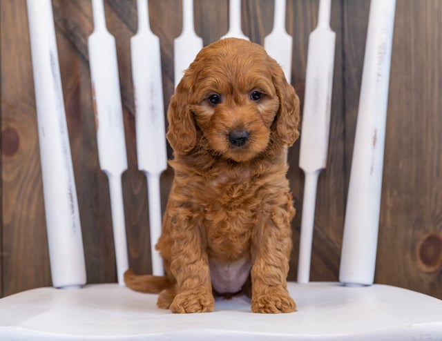 Daisy is an F2B Goldendoodle for sale in Iowa.