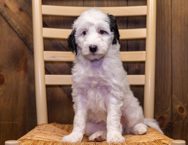 Wendi came from Harper and Parker's litter of F1B Sheepadoodles