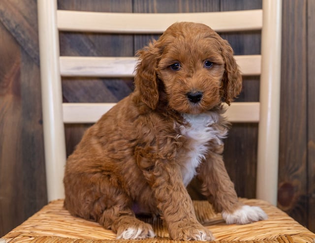 A picture of a Lee, one of our Mini Goldendoodles puppies that went to their home in Nebraska