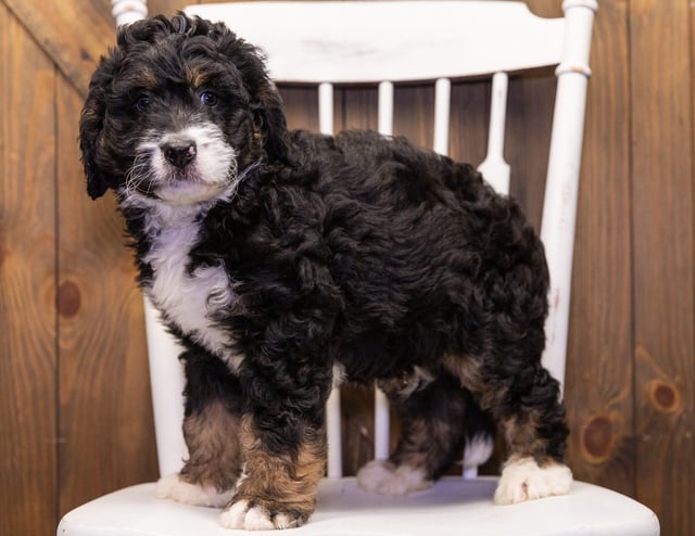 Gordy came from Kiaya and Bentley's litter of F1 Bernedoodles