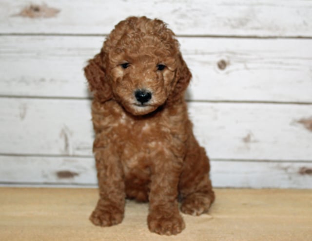 Xyla is an F2B Goldendoodle that should have  and is currently living in Iowa