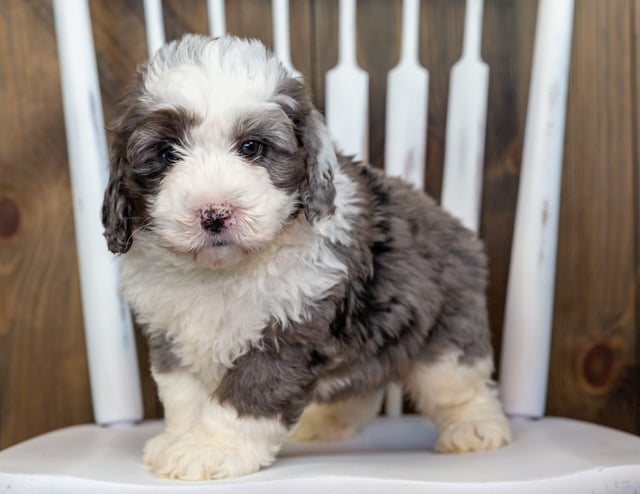 Vert is an F1 Bernedoodle that should have  and is currently living in California