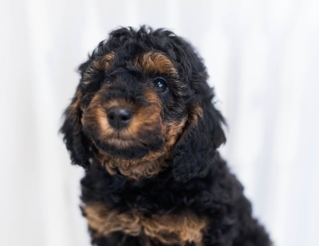 Jasmin came from Raven and Ozzy's litter of F1BB Bernedoodles