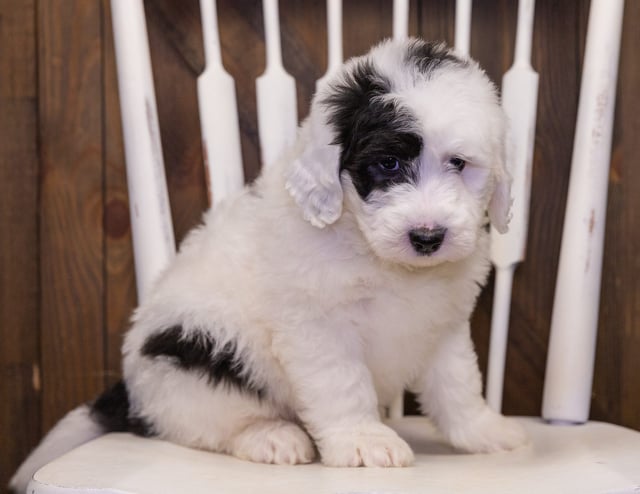 A picture of a Neela, one of our Standard Sheepadoodles puppies that went to their home in Texas
