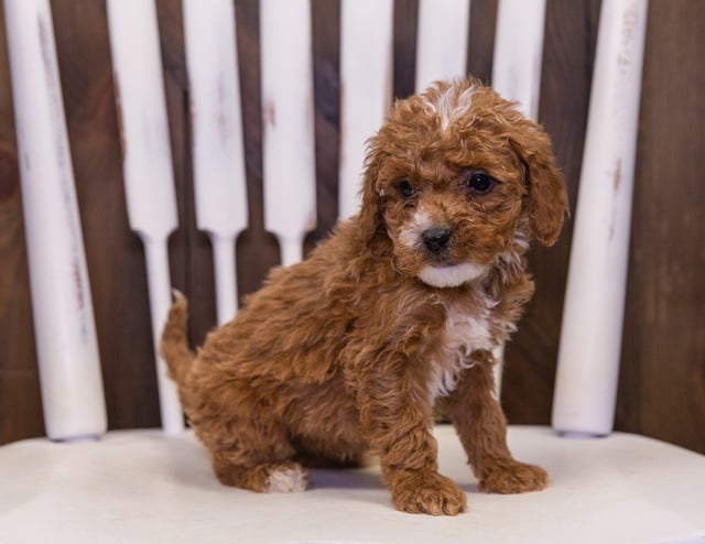 A picture of a Oona, one of our Mini Goldendoodles puppies that went to their home in Ohio